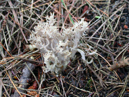 Clavulina cinerea – This aging specimen shows the tips that darken as it dries.